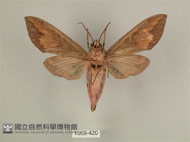 背中白天蛾藏品圖，第2張