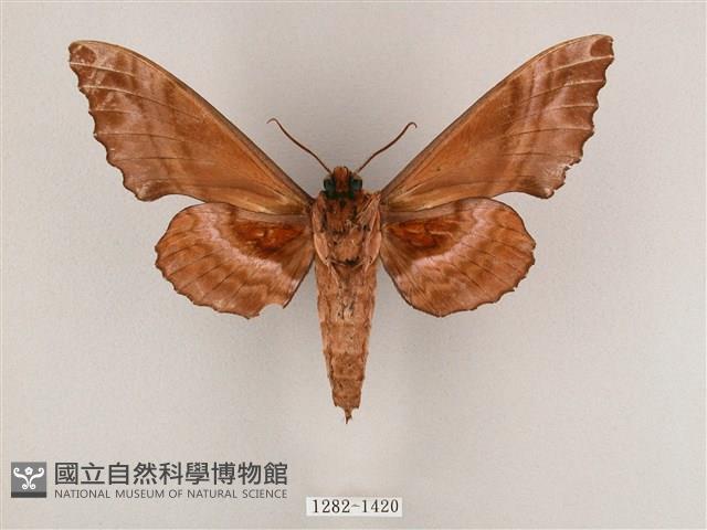 盾天蛾藏品圖，第2張