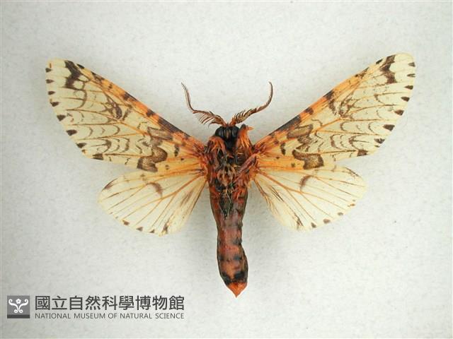 尖鋸舟蛾藏品圖，第2張