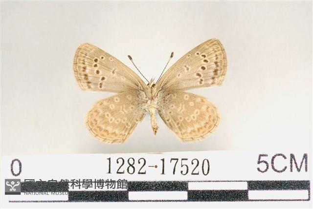 藍灰蝶沖繩亞種藏品圖，第2張