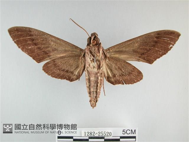 霜天蛾藏品圖，第2張