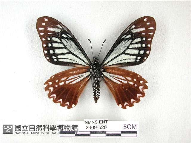斑鳳蝶藏品圖，第2張