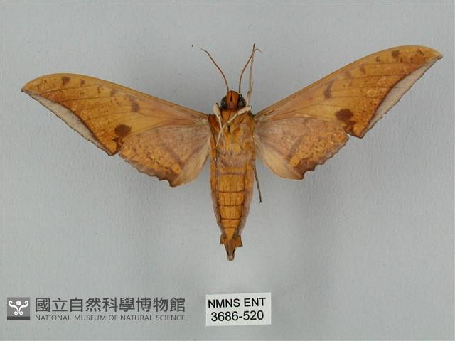 裂斑鷹翅天蛾藏品圖，第2張