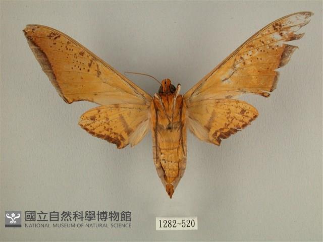 臺灣鷹翅天蛾藏品圖，第2張