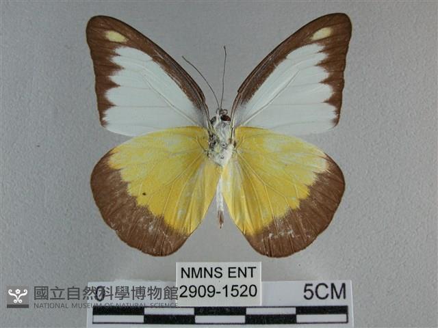 異色尖粉蝶藏品圖，第2張