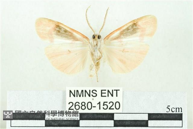 臺雪苔蛾藏品圖，第2張