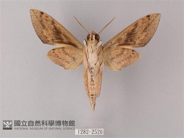 間斷斜紋天蛾藏品圖，第2張