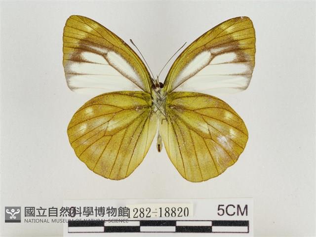 淡褐脈粉蝶藏品圖，第2張