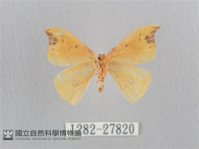 銀斑黃鉤蛾藏品圖，第2張