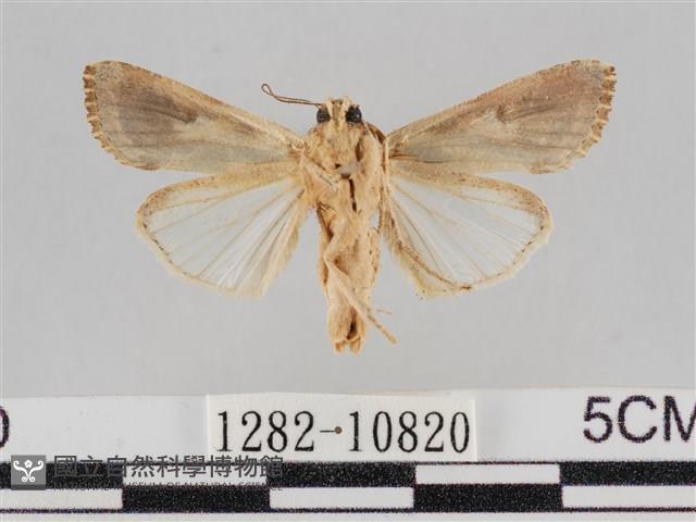 斜紋夜盜蛾藏品圖，第2張