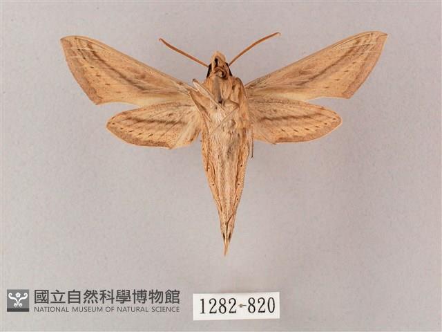 單斜紋天蛾藏品圖，第2張