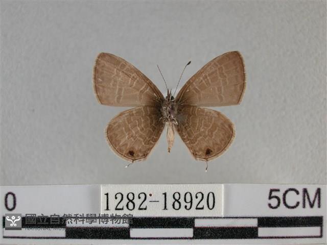 波灰蝶藏品圖，第2張