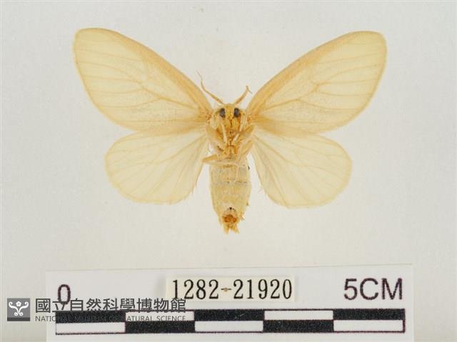 榕透翅毒蛾藏品圖，第2張