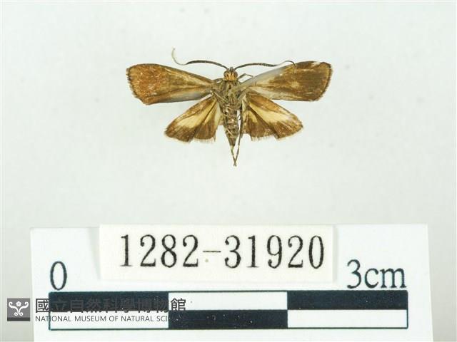 叉紋閃舞蛾藏品圖，第2張