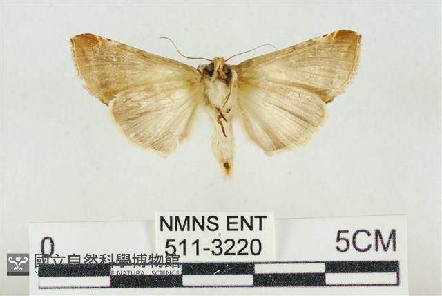 印華波紋蛾藏品圖，第2張