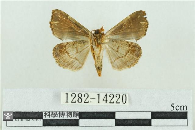 粉紅帶散紋夜蛾藏品圖，第2張