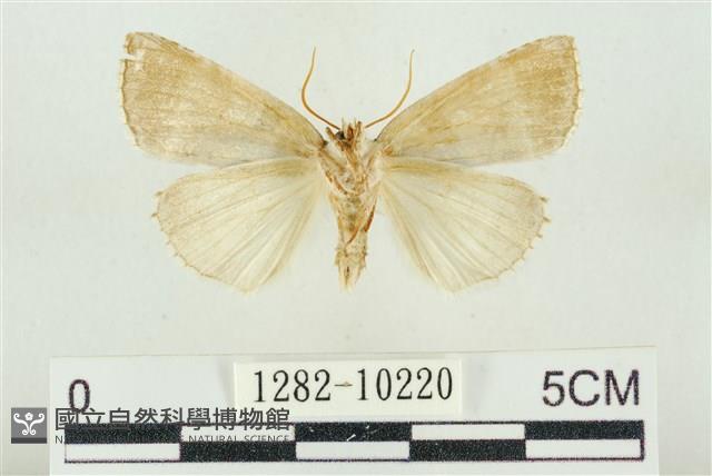 圍異波紋蛾藏品圖，第2張