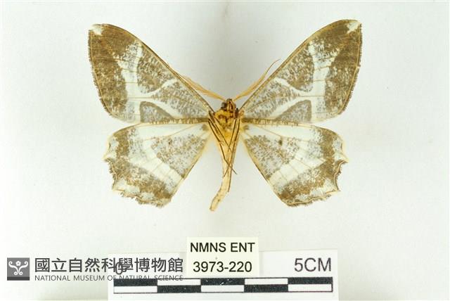 樹形尺蛾藏品圖，第2張