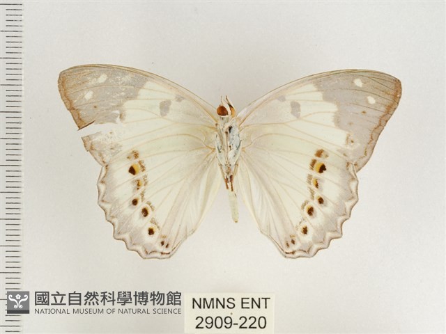 傲白蛺蝶藏品圖，第2張