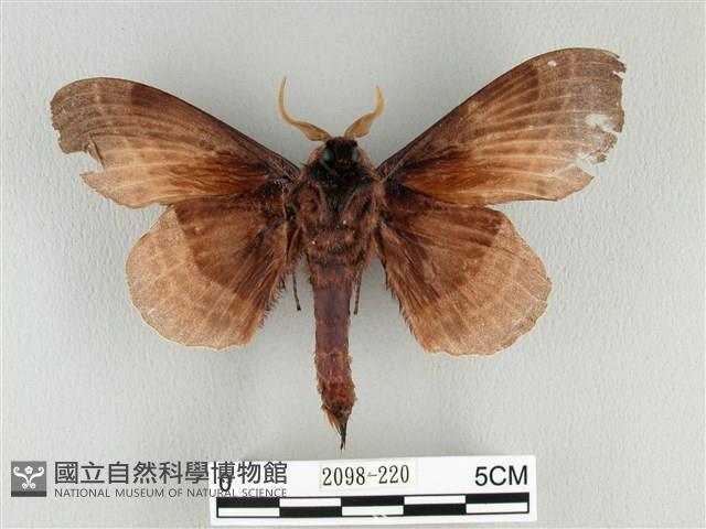 松大毛蟲藏品圖，第2張