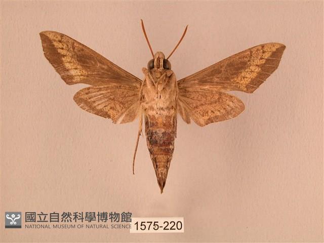 斜線天蛾藏品圖，第2張