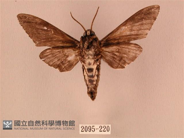 白星天蛾藏品圖，第2張