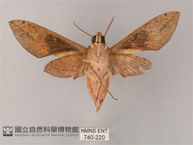 藏斜紋天蛾藏品圖，第2張