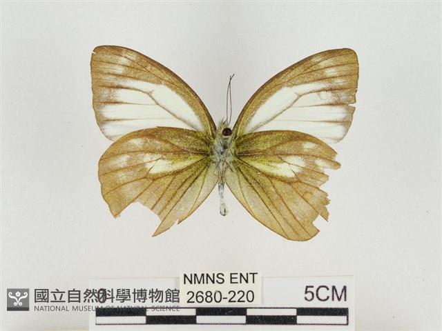 淡褐脈粉蝶藏品圖，第2張