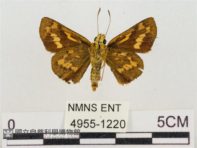 蓬萊黃斑弄蝶藏品圖，第2張