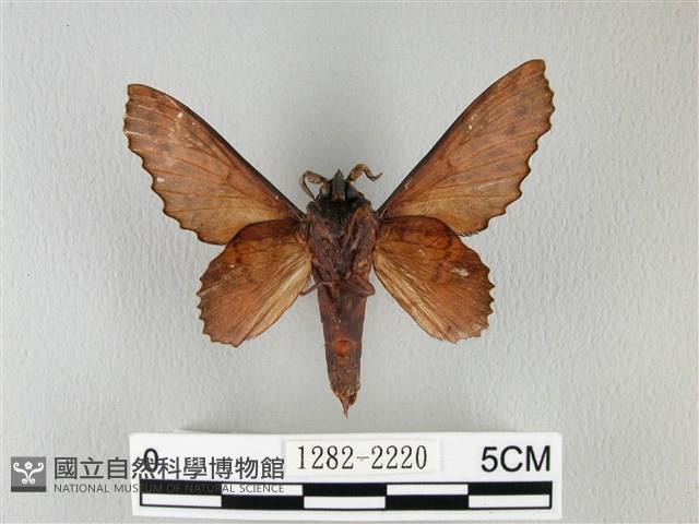 鋸緣枯葉蛾藏品圖，第2張