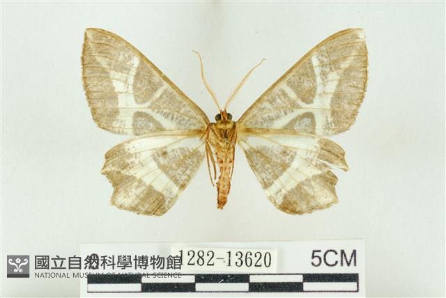 樹形尺蛾藏品圖，第2張