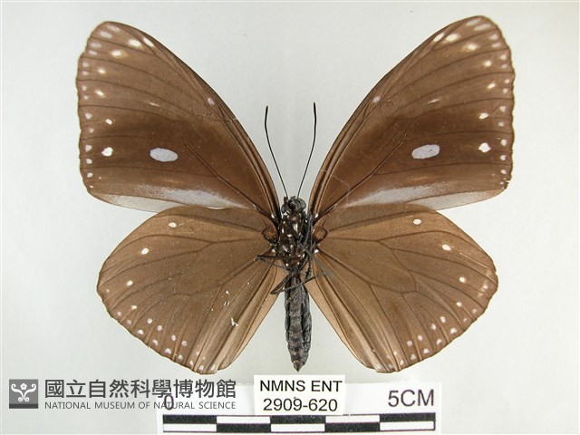 圓翅紫斑蝶藏品圖，第2張