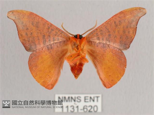 L紋帶鉤蛾藏品圖，第2張