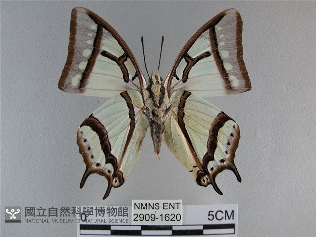 小雙尾蛺蝶藏品圖，第2張