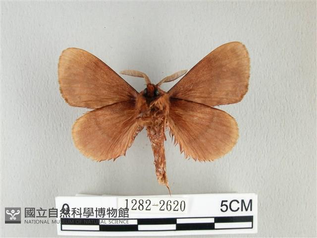 鋸紋枯葉蛾藏品圖，第2張