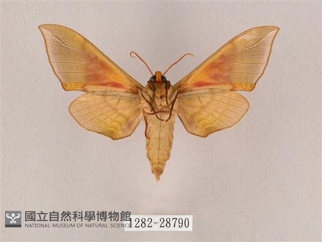 榆綠天蛾藏品圖，第2張