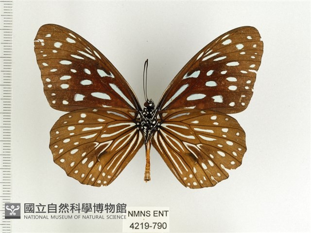 小紋青斑蝶藏品圖，第2張