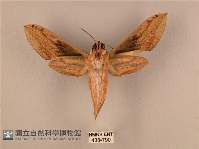 棕綠背線天蛾藏品圖，第2張