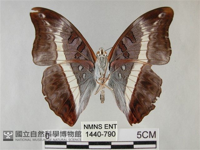 紫俳線蛺蝶藏品圖，第2張