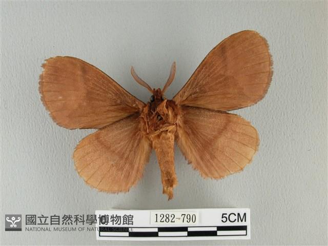 波紋枯葉蛾藏品圖，第2張