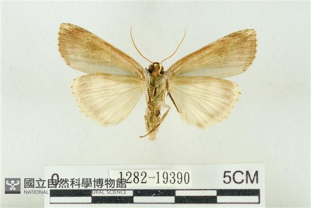 粉太波紋蛾藏品圖，第2張