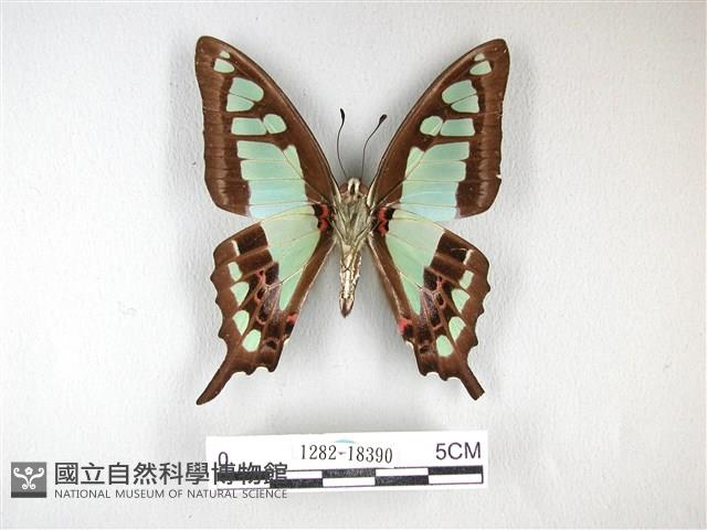 寬帶青鳳蝶藏品圖，第2張