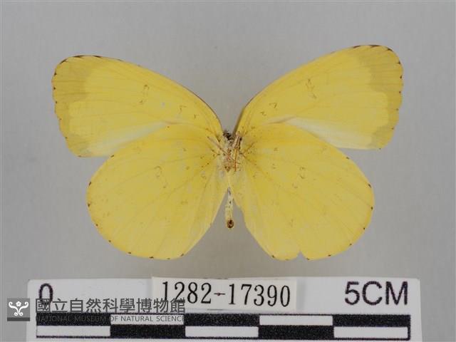 亮色黃蝶藏品圖，第2張