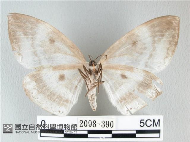 圓翅大鉤蛾藏品圖，第2張