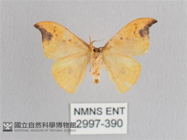 銀斑黃鉤蛾藏品圖，第2張