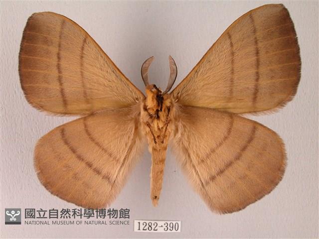 黑胸帶蛾藏品圖，第2張