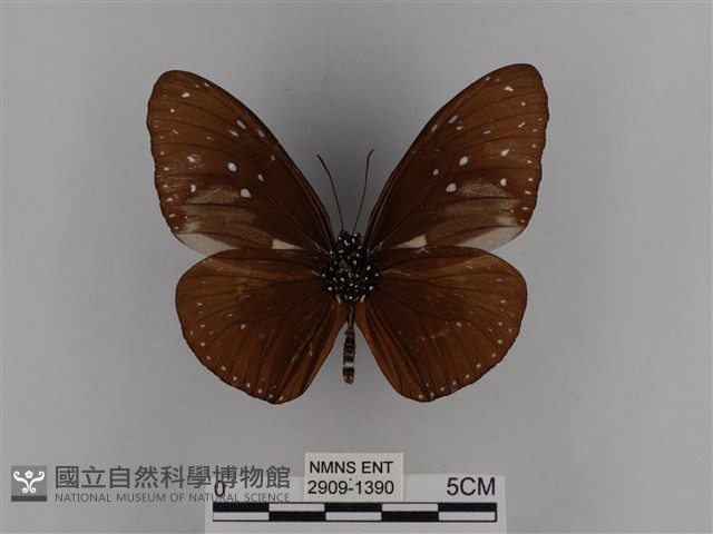 異紋紫斑蝶藏品圖，第2張