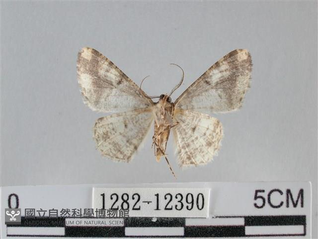 雙峰霜尺蛾藏品圖，第2張
