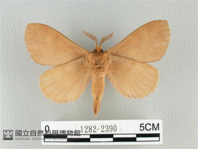 波紋枯葉蛾藏品圖，第2張