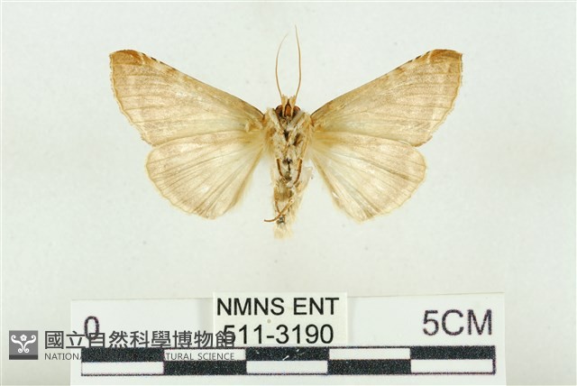 印華波紋蛾藏品圖，第2張